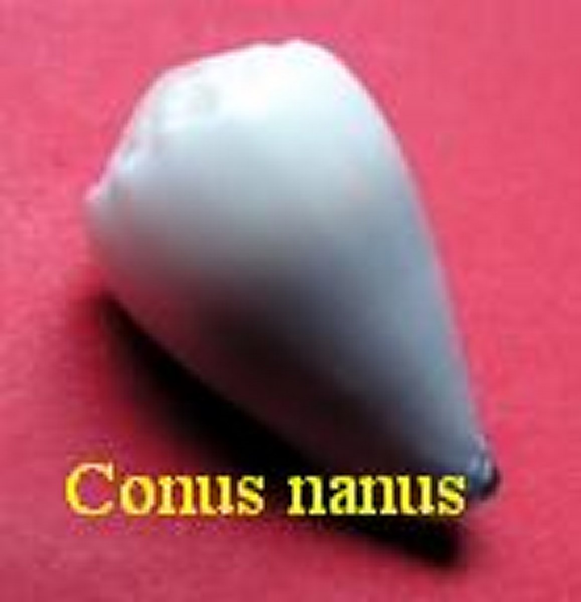 Conus nanus, Sowerby 1833